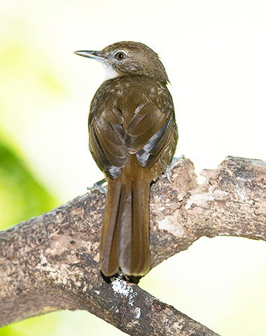 Terrestrial Brownbul